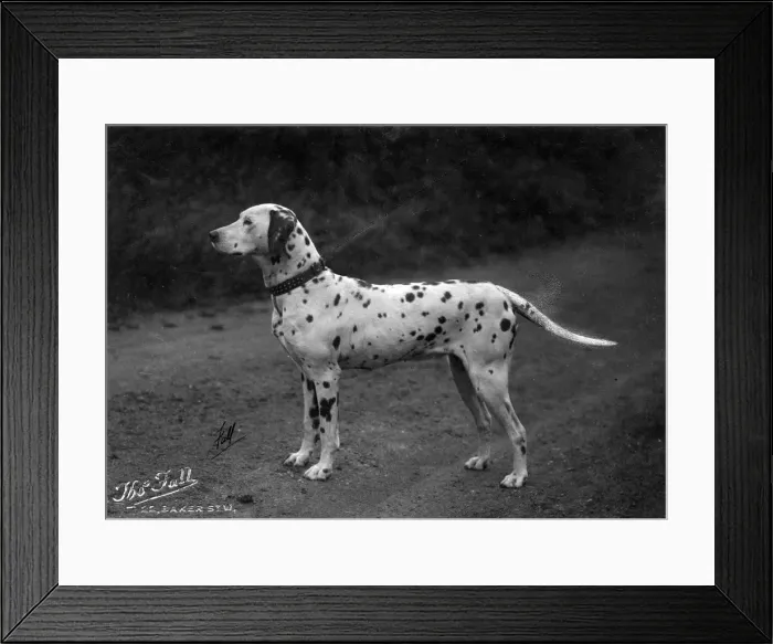 Framed Print : DALMATIAN / PUPS IN BASKET Framed Print : DALMATIAN / PUPS IN BASKET