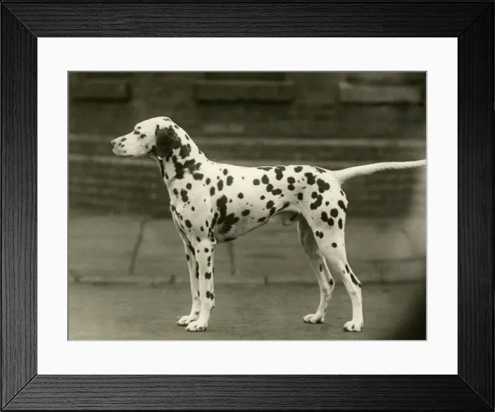 Framed Print : DALMATIAN / GOWORTH VICTOR Framed Print : DALMATIAN / GOWORTH VICTOR