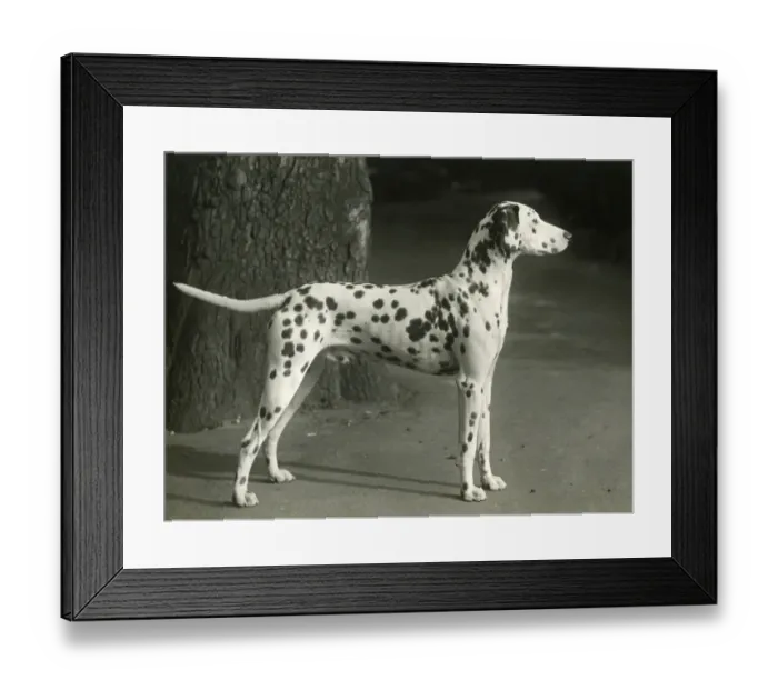 Framed Print : DALMATIAN / MESRA MANXMAN Framed Print : DALMATIAN / MESRA MANXMAN