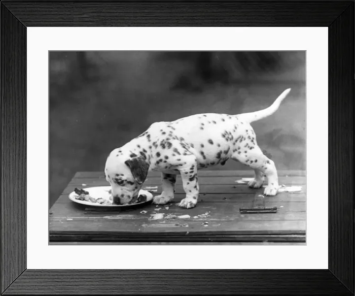 Framed Print : DALMATIAN / PUPPY EATING Framed Print : DALMATIAN / PUPPY EATING