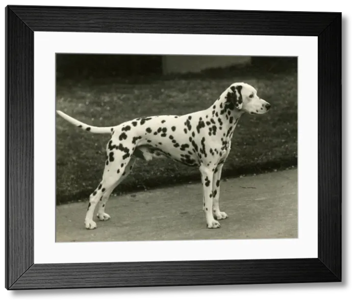 Framed Print : DALMATIAN / MAHLIB JIFFT Framed Print : DALMATIAN / MAHLIB JIFFT