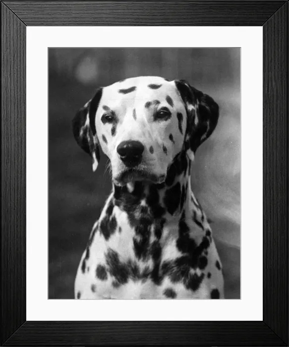 Framed Print : DALMATIAN / GEORGE / RIVER Framed Print : DALMATIAN / GEORGE / RIVER
