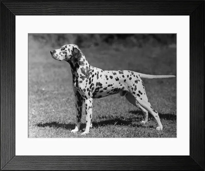 Framed Print : DALMATIAN / POSTCHAISE Framed Print : DALMATIAN / POSTCHAISE