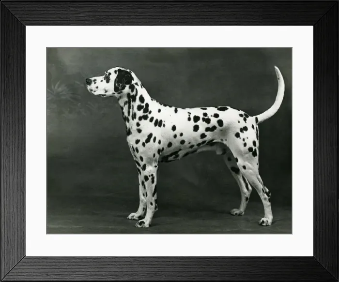 Framed Print : DALMATIAN / LINDALLY BRIAR Framed Print : DALMATIAN / LINDALLY BRIAR