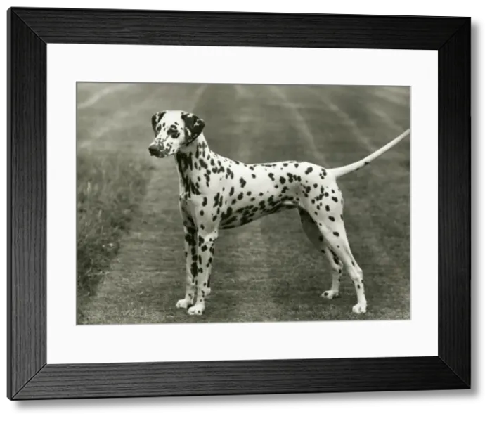 Framed Print : DALMATIAN / SOWEST MYSTIC Framed Print : DALMATIAN / SOWEST MYSTIC