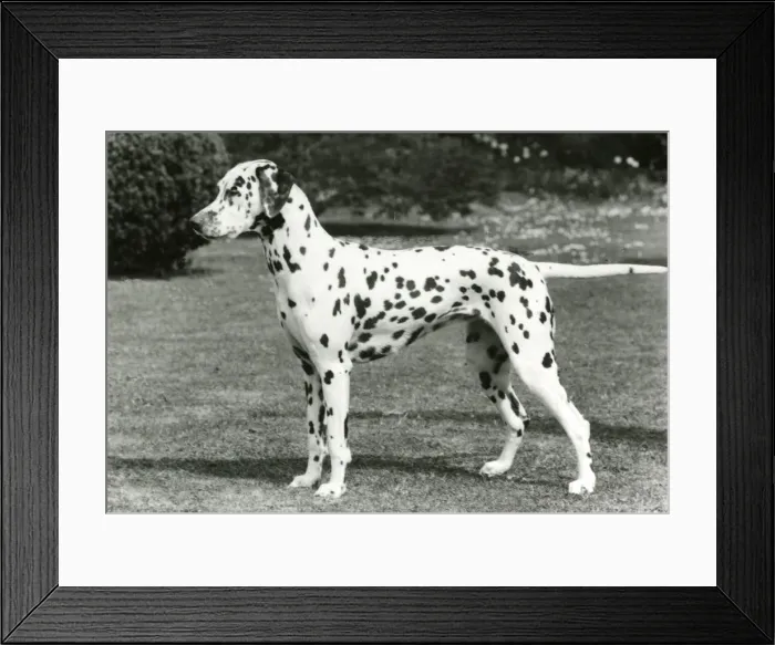 Framed Print : DALMATIAN / SEA BREEZE Framed Print : DALMATIAN / SEA BREEZE