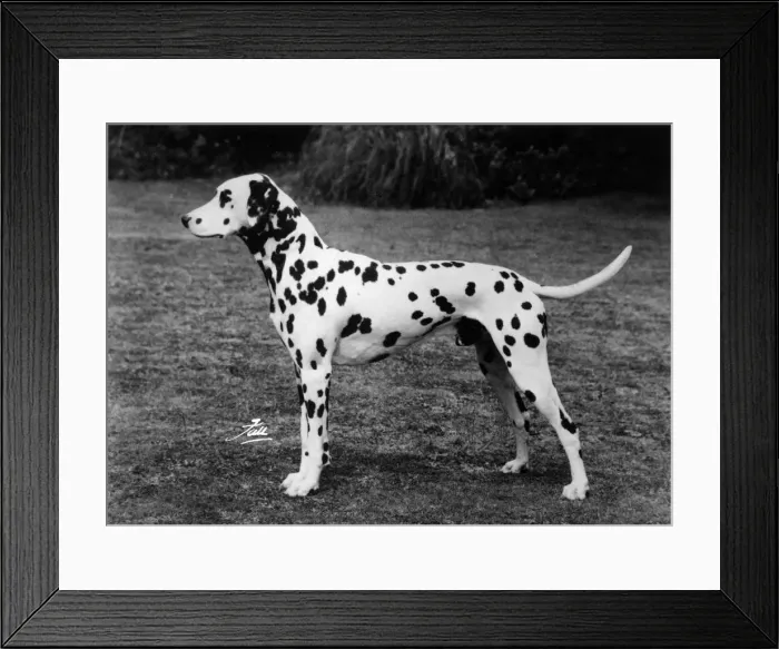 Framed Print : DALMATIAN / SOFTLY SOFTLY Framed Print : DALMATIAN / SOFTLY SOFTLY