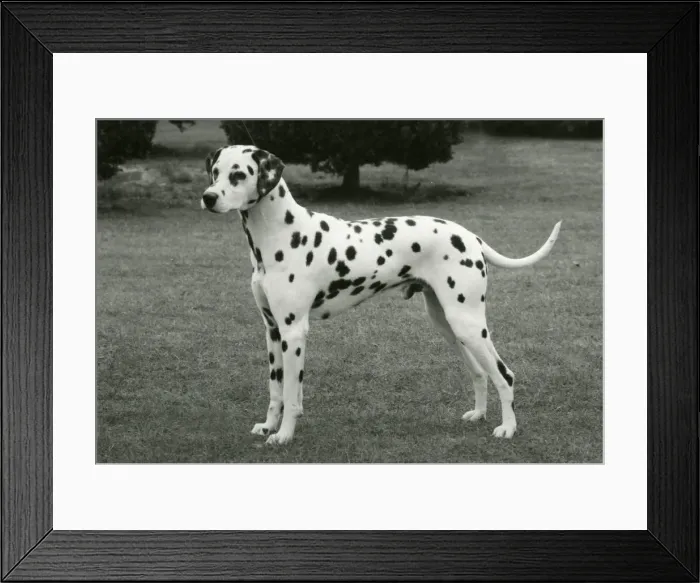 Framed Print : DALMATIAN / SYDON SORCEROR Framed Print : DALMATIAN / SYDON SORCEROR
