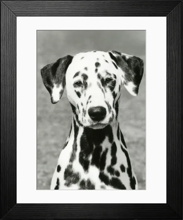 Framed Print : DALMATIAN  /  POT BLACK