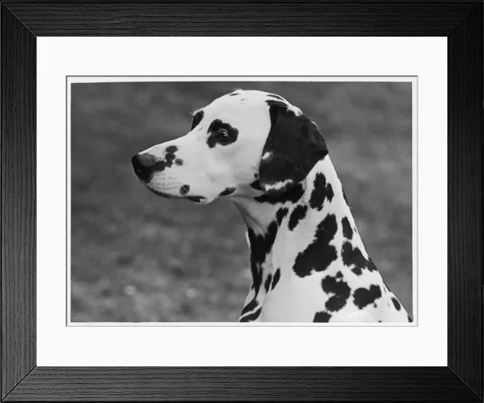 Framed Print : Dalmatian - Josephine - 1952 Framed Print : Dalmatian - Josephine - 1952