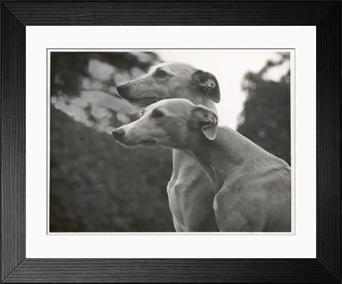 Framed Print : Whippets by Thomas Fall, 1954 Framed Print : Whippets by Thomas Fall, 1954
