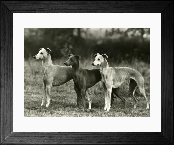 Framed Print : FALL / 3 WHIPPETS TOGETHER Framed Print : FALL / 3 WHIPPETS TOGETHER