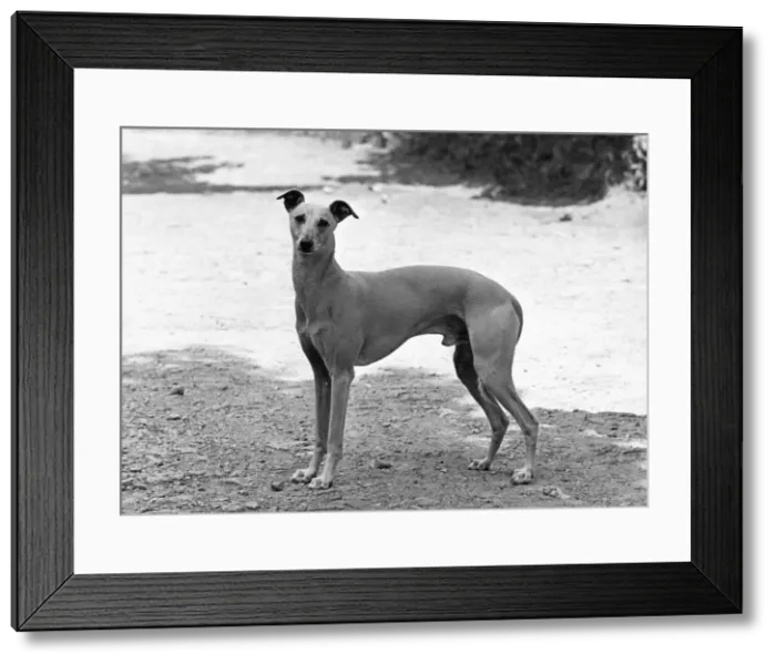Framed Print : FALL / WHIPPET / SHERRIFF Framed Print : FALL / WHIPPET / SHERRIFF
