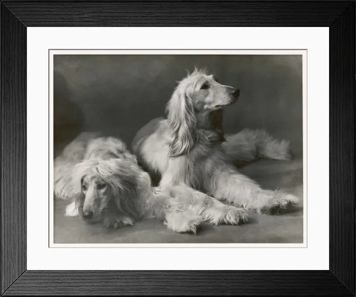 Framed Print : Fall - Two Afghans - 1934 Framed Print : Fall - Two Afghans - 1934