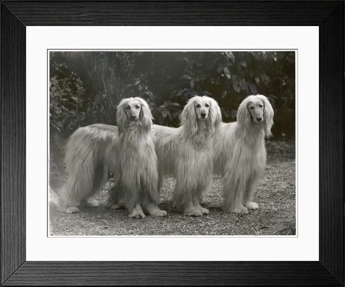 Framed Print : Fall - Three Afghans - 1953 Framed Print : Fall - Three Afghans - 1953