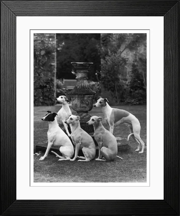 Framed Print : FALL / SEAGIFT WHIPPETS Framed Print : FALL / SEAGIFT WHIPPETS