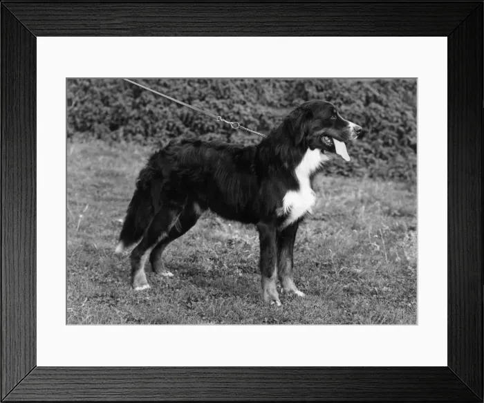 Framed Print : FALL / BERNESE MOUNTAIN / 73 Framed Print : FALL / BERNESE MOUNTAIN / 73