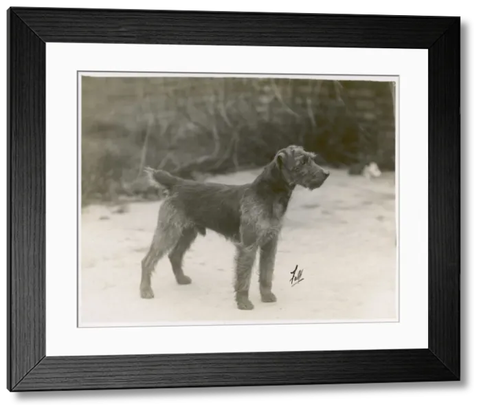 Framed Print : FALL / WELSH TERRIER / 1931 Framed Print : FALL / WELSH TERRIER / 1931