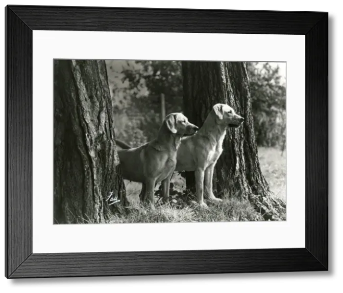 Framed Print : FALL / 2 LABRADOR DOGS Framed Print : FALL / 2 LABRADOR DOGS