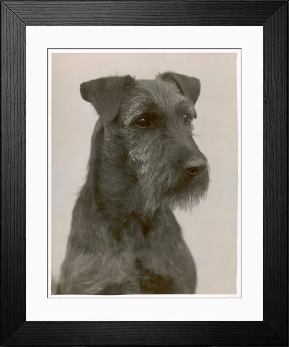 Framed Print : Fall - Welsh Terrier - 1931 Framed Print : Fall - Welsh Terrier - 1931