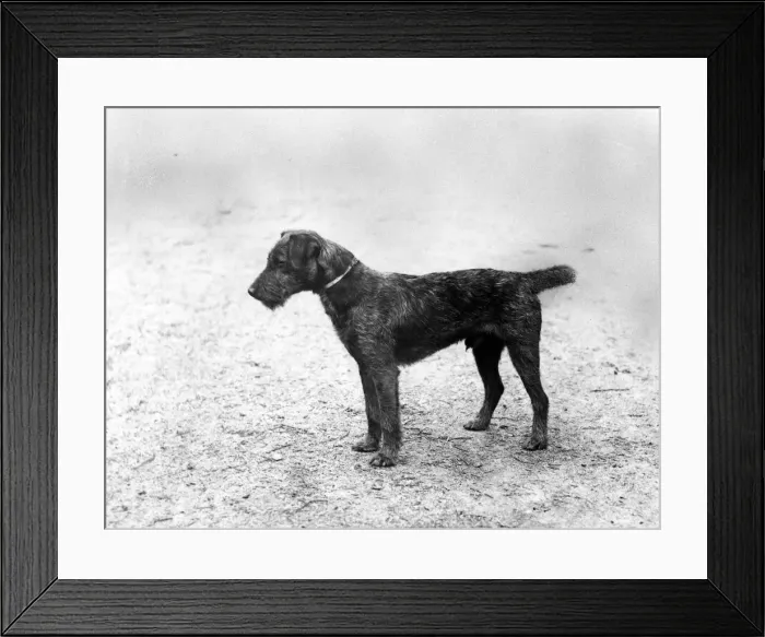 Framed Print : FALL / WELSH TERRIER / 1905 Framed Print : FALL / WELSH TERRIER / 1905