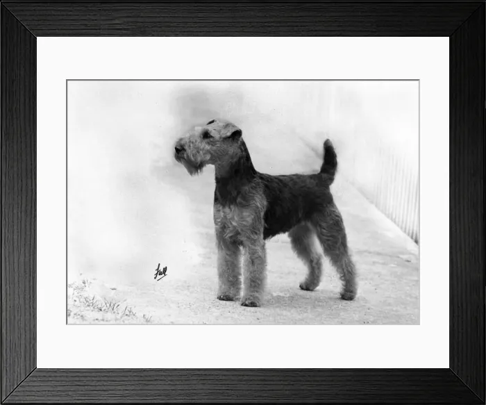 Framed Print : FALL / WELSH TERRIER / 1952 Framed Print : FALL / WELSH TERRIER / 1952