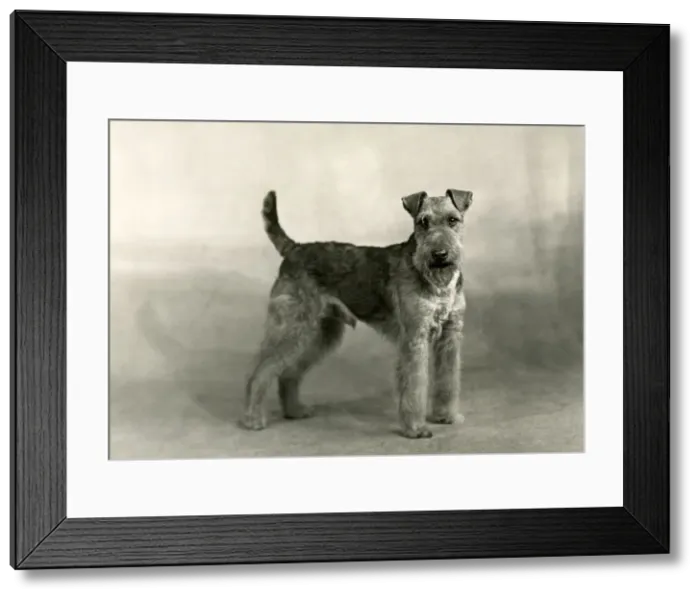Framed Print : FALL / WELSH TERRIER / 1949 Framed Print : FALL / WELSH TERRIER / 1949