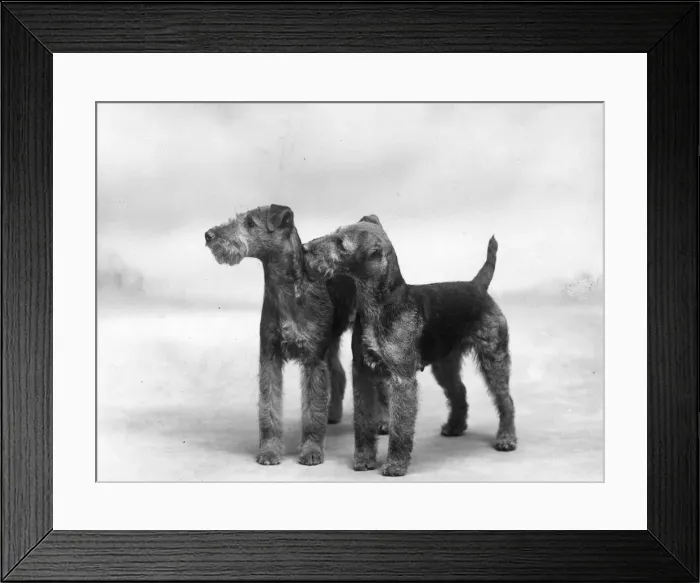 Framed Print : FALL / WELSH TERRIERS / 1937 Framed Print : FALL / WELSH TERRIERS / 1937