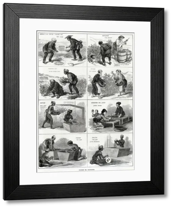 Framed Print : Japanese tea cultivation 1874 Framed Print : Japanese tea cultivation 1874