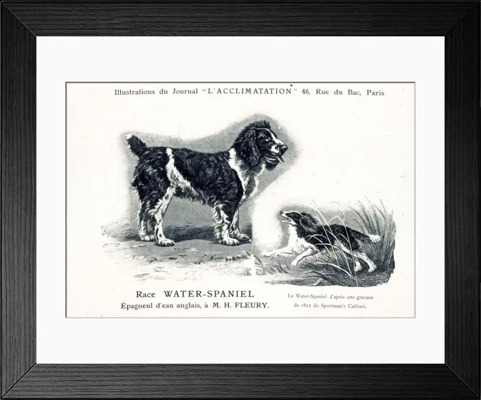 Framed Print : Water Spaniel Dog Framed Print : Water Spaniel Dog