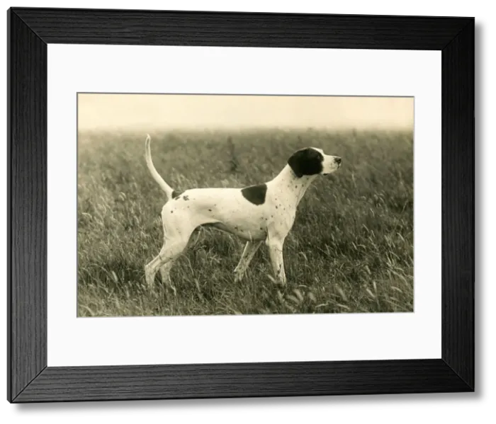 Framed Print : FALL / POINTER / BANCHORY Framed Print : FALL / POINTER / BANCHORY