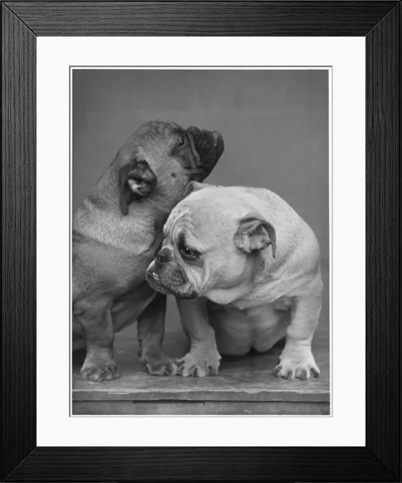 Framed Print : Fall - Bulldog Puppies - 33 Framed Print : Fall - Bulldog Puppies - 33