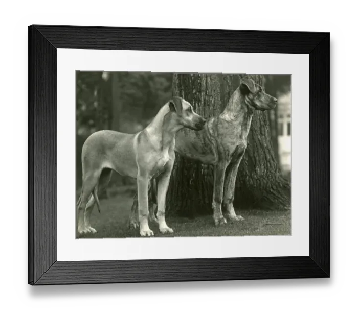 Framed Print : FALL / GREAT DANES / 1936 Framed Print : FALL / GREAT DANES / 1936