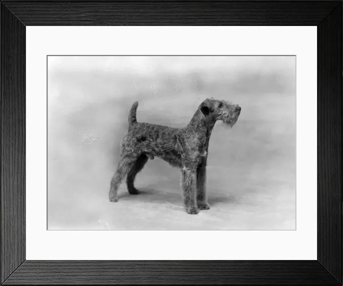 Framed Print : FALL / WELSH TERRIER / 1936 Framed Print : FALL / WELSH TERRIER / 1936