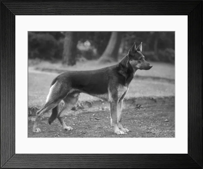 Framed Print : FALL / GSD / 1925 Framed Print : FALL / GSD / 1925