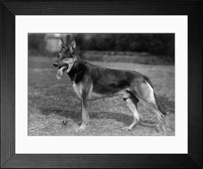 Framed Print : FALL / GSD / 1926 Framed Print : FALL / GSD / 1926