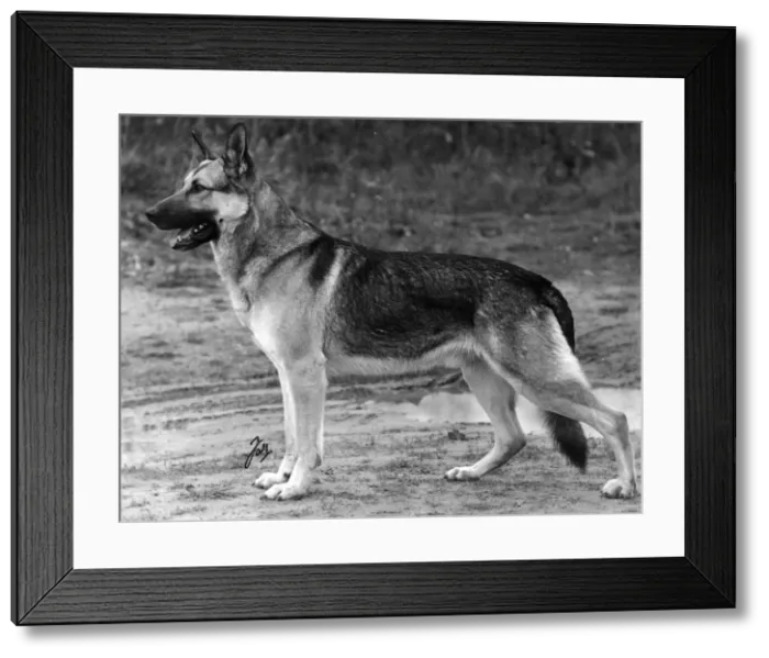 Framed Print : FALL / GSD / 1938 Framed Print : FALL / GSD / 1938