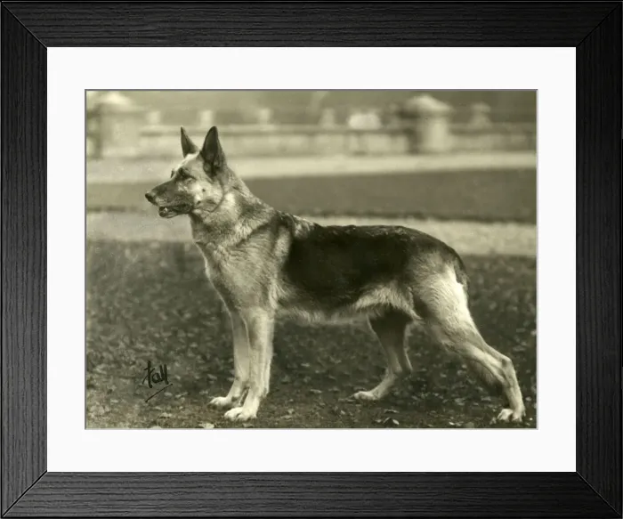 Framed Print : FALL / GSD / 1933 Framed Print : FALL / GSD / 1933