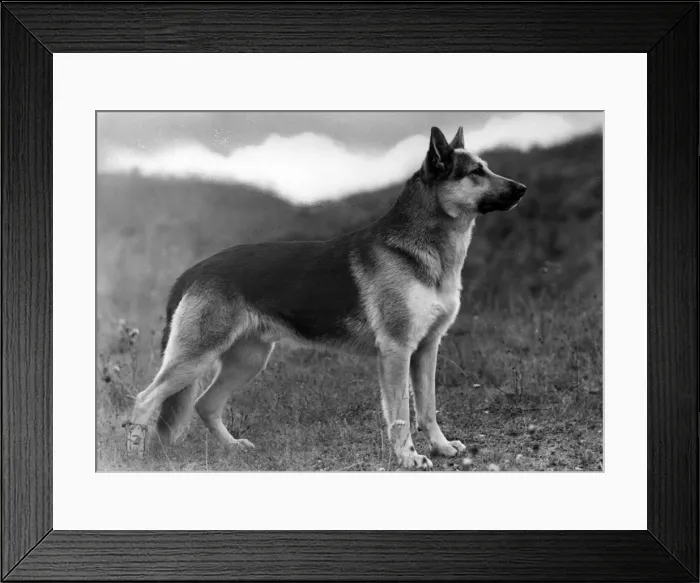 Framed Print : FALL / GSD / 1948 Framed Print : FALL / GSD / 1948