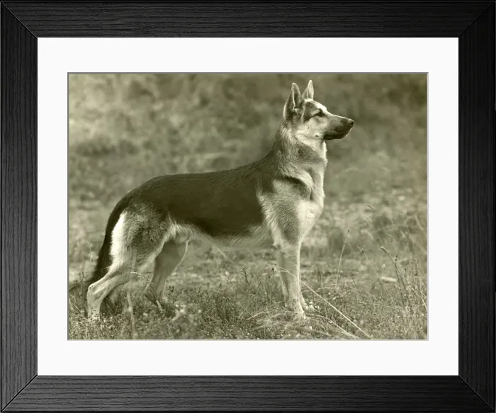 Framed Print : FALL / GSD / 1954 Framed Print : FALL / GSD / 1954