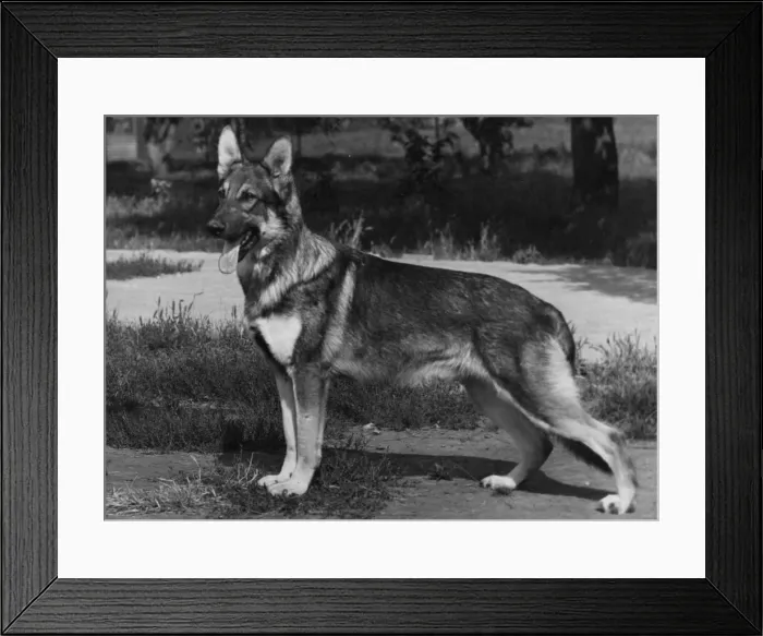 Framed Print : FALL / GSD / 1957 Framed Print : FALL / GSD / 1957