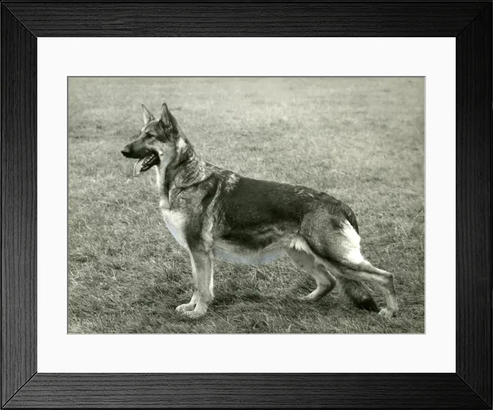 Framed Print : FALL / GSD / 1966 Framed Print : FALL / GSD / 1966