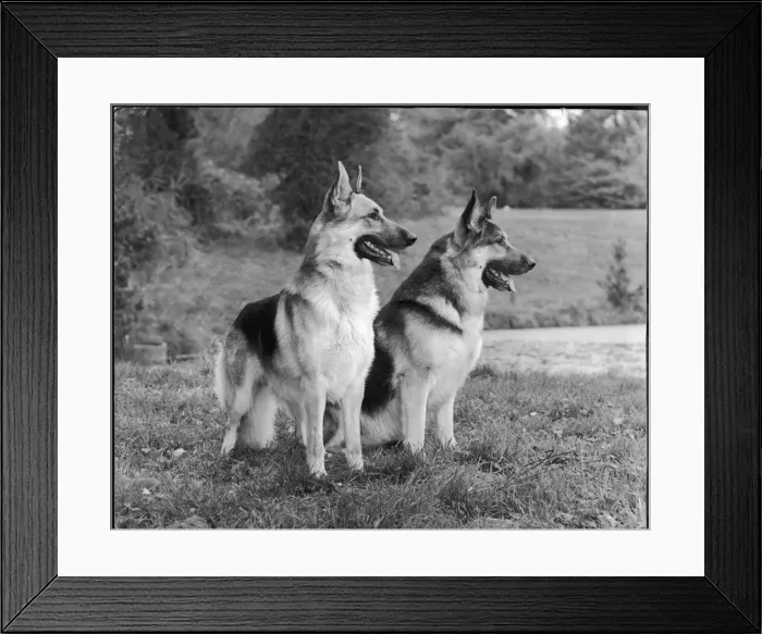 Framed Print : FALL / GSD / 1969 Framed Print : FALL / GSD / 1969