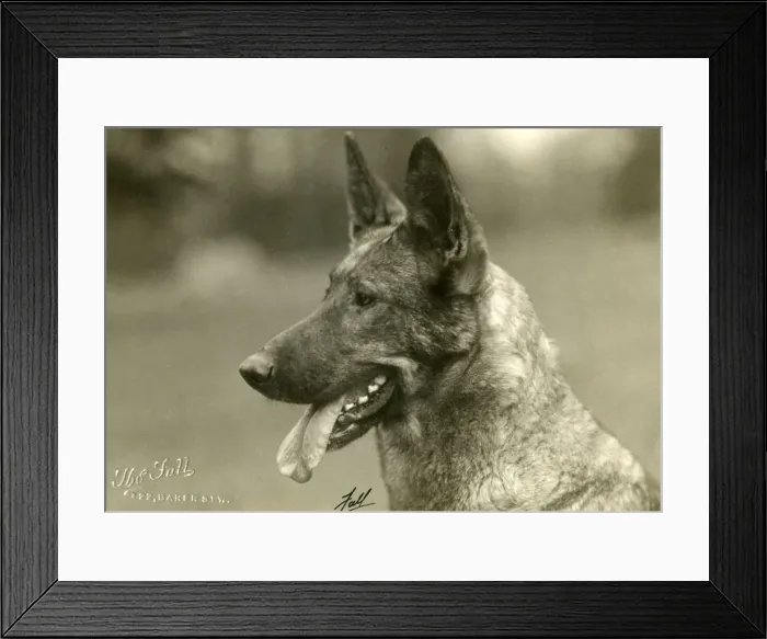 Framed Print : FALL / GSD / 1927 Framed Print : FALL / GSD / 1927