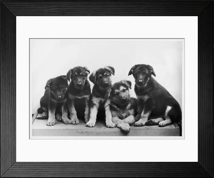 Framed Print : FALL / GSD / 1956 / PUPPIES Framed Print : FALL / GSD / 1956 / PUPPIES
