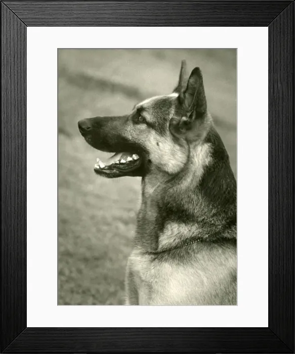 Framed Print : FALL / GSD / 1955 / HEAD Framed Print : FALL / GSD / 1955 / HEAD