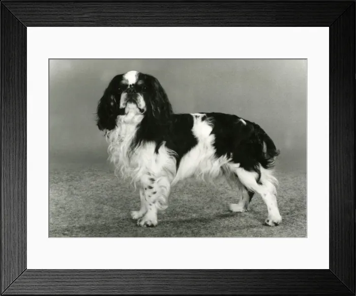 Framed Print : FALL / K. C. SPANIEL / 1986 Framed Print : FALL / K. C. SPANIEL / 1986