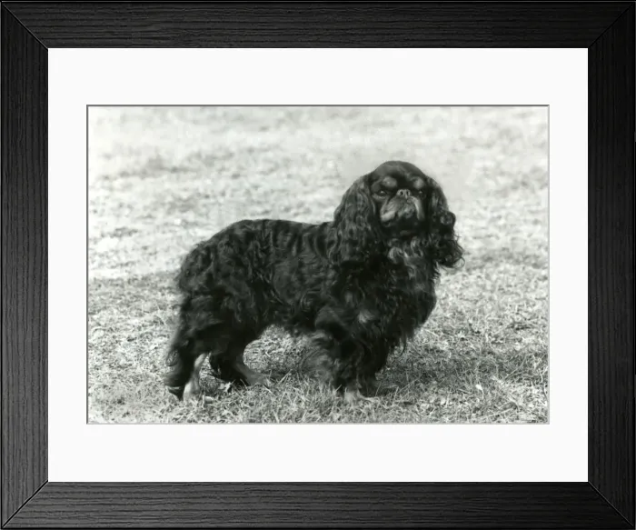 Framed Print : FALL / K. C. SPANIEL / 1963 Framed Print : FALL / K. C. SPANIEL / 1963