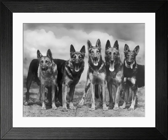 Framed Print : Fall - Gsd - 1935 - Group Framed Print : Fall - Gsd - 1935 - Group