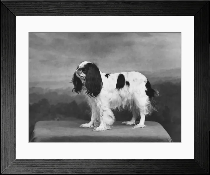 Framed Print : FALL / K. C. SPANIEL / 1955 Framed Print : FALL / K. C. SPANIEL / 1955